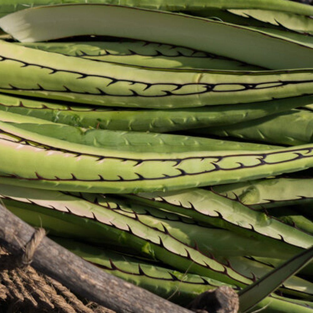 The Lechugilla Ixtle, a superior Plant fiber made from Agave Plant - Unmarked